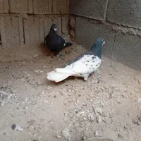 کبوتر چب|پرنده|جره و بالاده, |دیوار