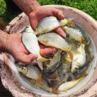 ماهی پر طلایی