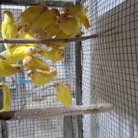 فروش طوطی برزیلی اوپال کله نارنجی|پرنده|شیراز, لاله|دیوار