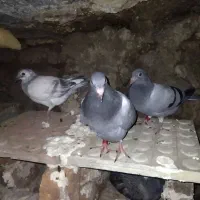 دوبر‌‌بالاگمشده