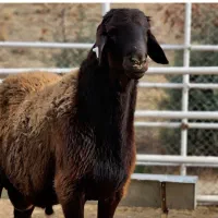 گوسفند افشار چند قلوزا