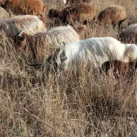 یک راس نربز یک ساله گله رو|حیوانات مزرعه|تبریز, |دیوار