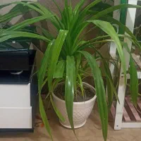 تعدادی گل فروشی