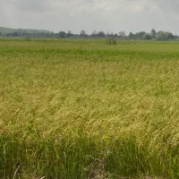 برنج طارم هاشمی نوج