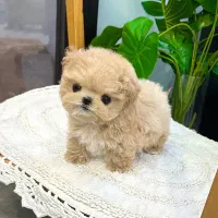 پودل مالتیز عروسکی جیبی مالتیپو