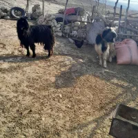 ساورن|حیوانات مزرعه|ایوان, |دیوار