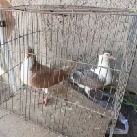 کبوتر چادری|پرنده|پاکدشت, شهرک انقلاب|دیوار