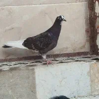 کفتر