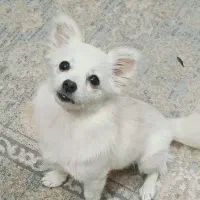 پامرروباهی ماده