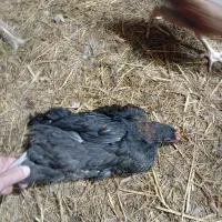 ۱۷۰۰۰۰|حیوانات مزرعه|شفت, |دیوار