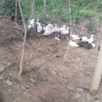 ۳۰عدد اردک نر وماده به فروش میرسد