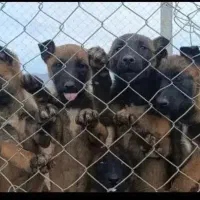 توله مالینویز قهوه ای (اورجینال)