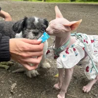 گربه اسفینکس صورتی و بلو