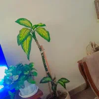 دیفن سه تا قلمه از پایین زده