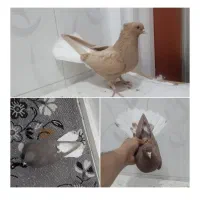 کبوتر دم سفید بضمانت شهرستان میدم