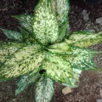 آگلونما سفید سطل ۳ چند یوته|گل و گیاه طبیعی|زرگرشهر, |دیوار