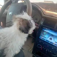 سگ شیتزو تریر  ماده