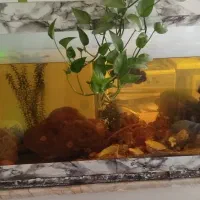 آکواریوم 1.20در 50