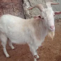 نر بز سانن|حیوانات مزرعه|گرمخان, |دیوار