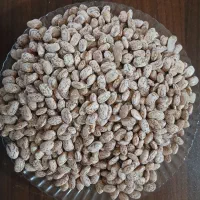 لوبیا چیتی برداشت امساله کیلو ۳۵۰