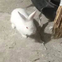 سلام خرگوش نر