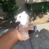 کبوتر|پرنده|باشت, |دیوار