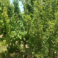 باغ ۷۵۰متری چسبیده به شاهرود