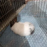 خرگوش فروشی