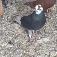 دوتاجوجه دم سفید وتازه نر