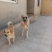 واگذاری 2تاسگ نژاددار|سگ|معصومیه, |دیوار