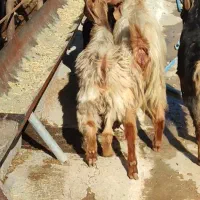 بز کهره دار|حیوانات مزرعه|بهبهان, |دیوار