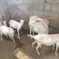 فروش نر بز سانن اصل|حیوانات مزرعه|اردبیل, |دیوار