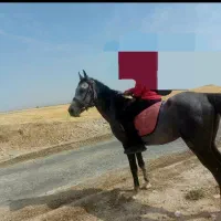 اسب