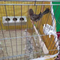 قناری ماده سبز|پرنده|فارسان, |دیوار