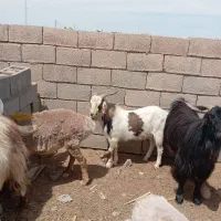 چبش با اصالت فروشی