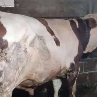 گاو گوساله جوانه نر تخمی و پرواری سیمینتال