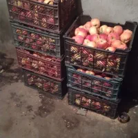 باسلام تعدادی سبد سیب  با قیمت مناسب