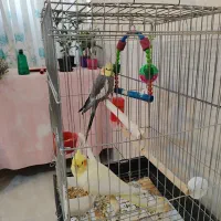 معاوضه یک جفت عروس هلندی دستی درجه یک|پرنده|کاشان, الغدیر|دیوار