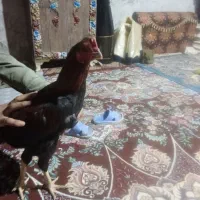 خروس لاری اصل ضمانتی