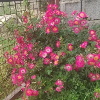 مربی مرکز خیریه