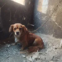 سگ نگهبان اشپیتزماده