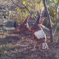 بوقلمون|حیوانات مزرعه|مشگین شهر, |دیوار