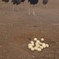 فروش جوجه شترمرغ