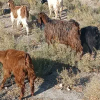 بزغاله 16 تا بزغاله 7نر