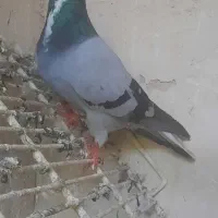 فروش  جو عرب ارکح