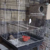 دو عدد قفس|لوازم جانبی حیوانات|یزد, |دیوار