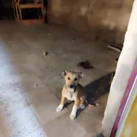 سگ افغان خراسانی