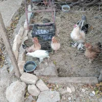 مرغ و خروس گلین و مرندی مبلغ 350000هزارتومان