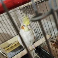 عروس هلندی مولد|پرنده|شهریار, اسد‌آباد|دیوار