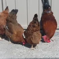 مرغ و خروس بومی